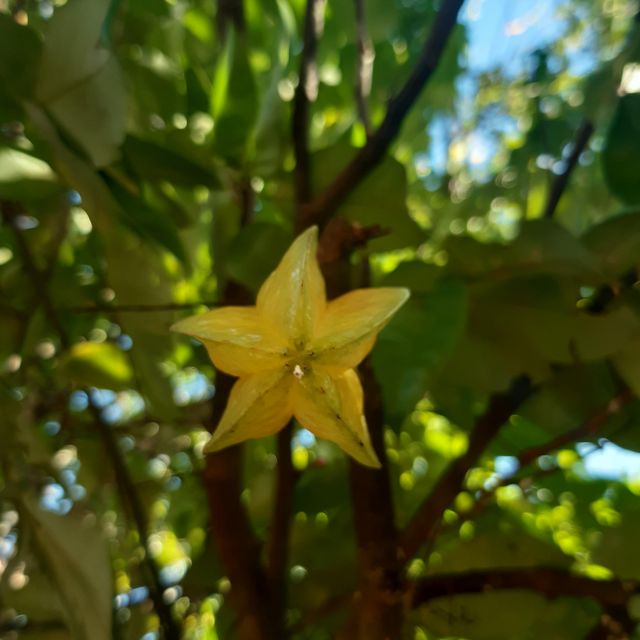 Eine Sternenfrucht hängt am Baum