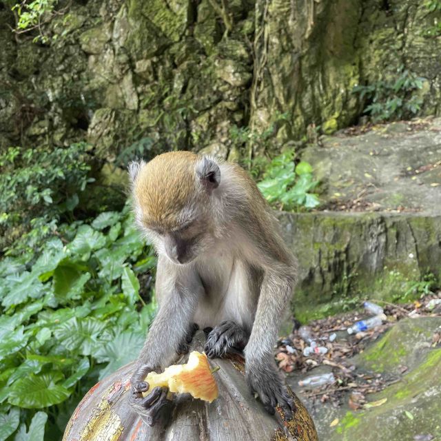 Affe isst eine Frucht