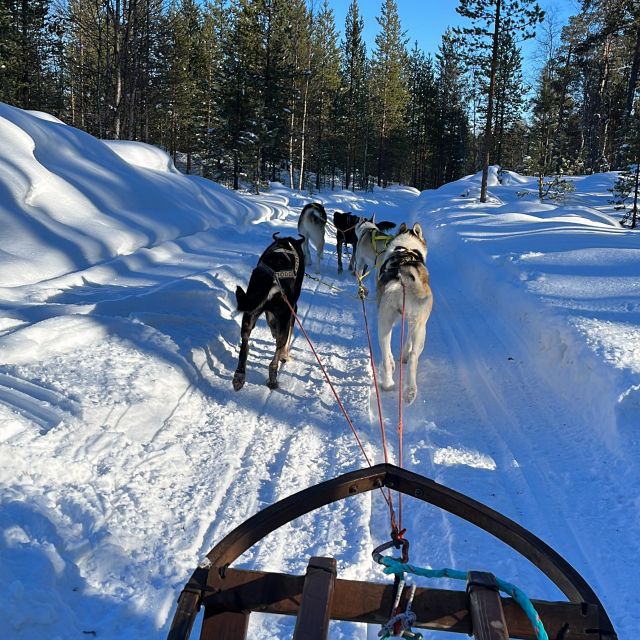 Mehrere Huskies ziehen einen Schlitten durch eine verschneite, sonnige Landschaft