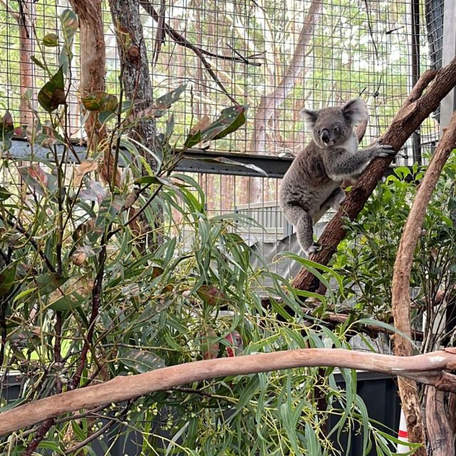 Im Koala Hospital konnten wir Koalas beobachten, anfassen war aber zum Glück nicht erlaubt.