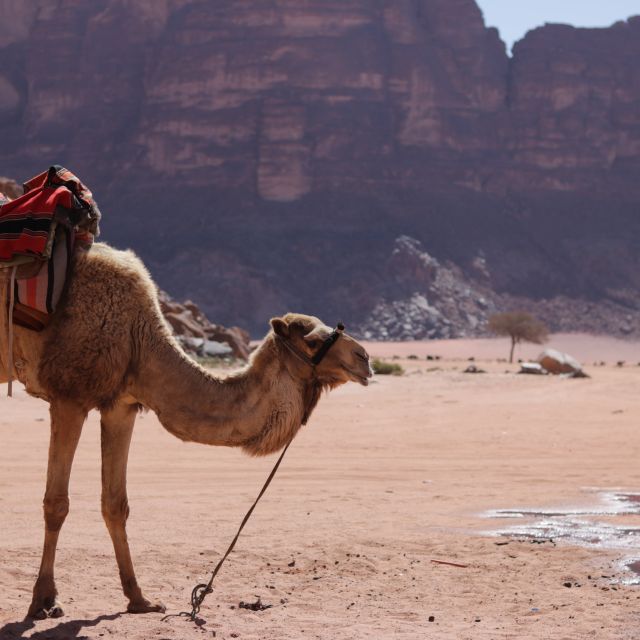 Ein Kamel angeleint in der Wüste
