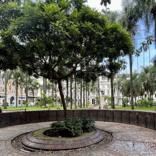 der Hauptplatz in Cali, Plaza de Caicedo; ein Baum umringt von Palmen und impostanten Regierungsgebäuden