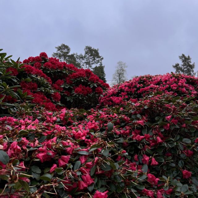 wunderschöne rote Blumen im botanischen Garten in Norwegen