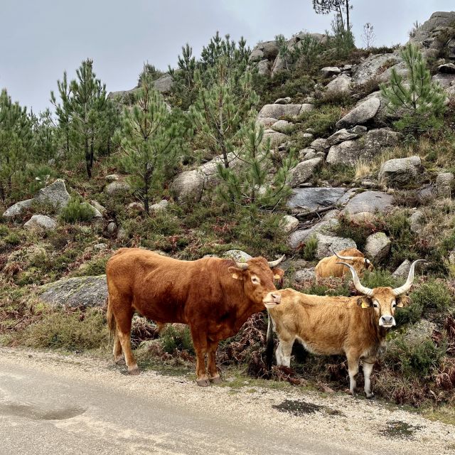 Zwei Rinder mit großen Hörnern vor einer Felsenlandschaft.
