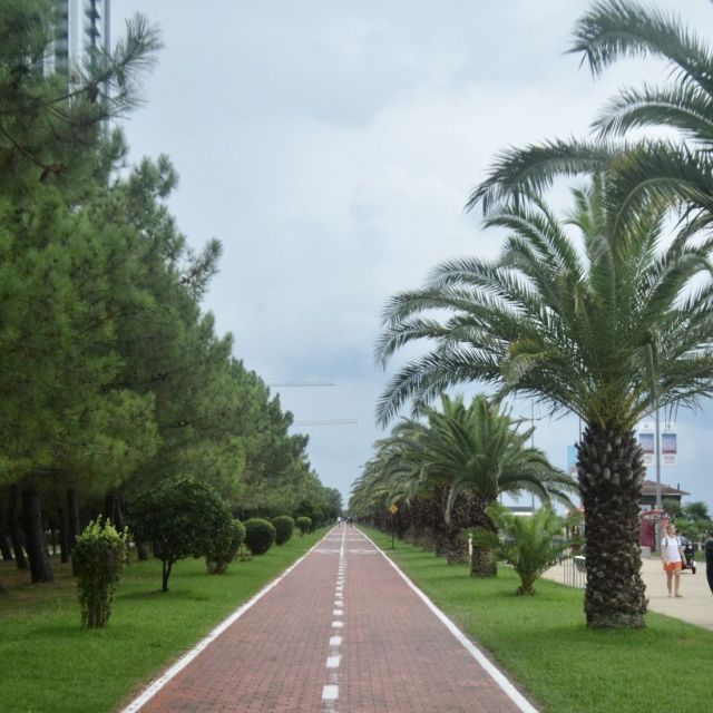 Palmen Batumi
