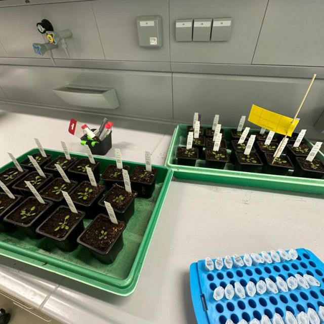 Auf dem Tisch stehen Pflanzen aus dem Labor und kleine Reaktionsgefäße.