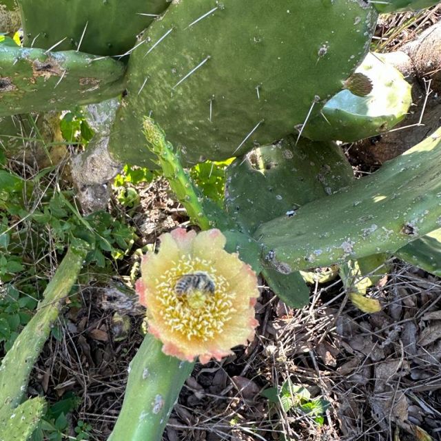 Kaktusblüte, darin eine Bielne mit Pollen überzogen.