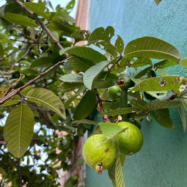 Früchte hängen am Guavenbaum.
