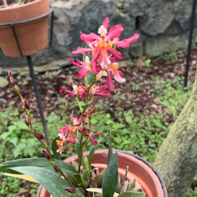 Eine rosa, orangene Orchidee