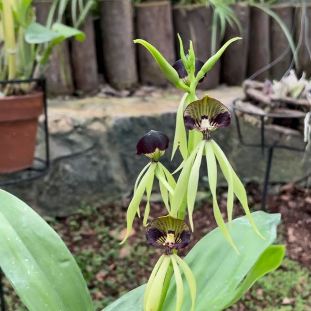 Eine Orchidee, mit dunkler "Kapuze"