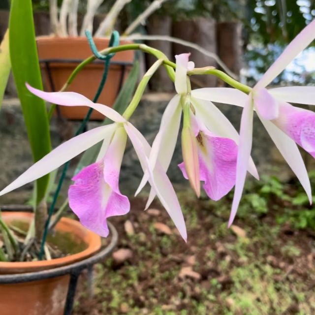 Eine zart rosafarbene Orchidee.