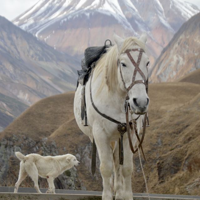 Ein Pferd mit einem Straßenhund im Hintergrund steht vor dem Bergen.