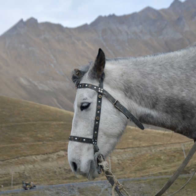 Ein Pferd steht vor den großen Bergen des Kaukasus.