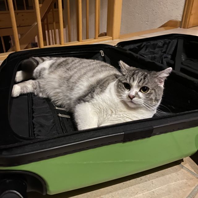offener, leerer Koffer, in dem eine Katze liegt